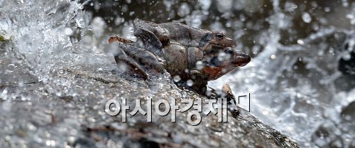 [포토]시원한 물세례 받는 개구리들