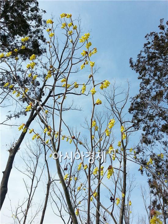 봄의 전령사, ‘히어리’ 순천만정원  봄을 깨우다