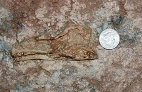 신종 육식 공룡 발견…"1살이 1m면 도대체 얼마나 큰거야?