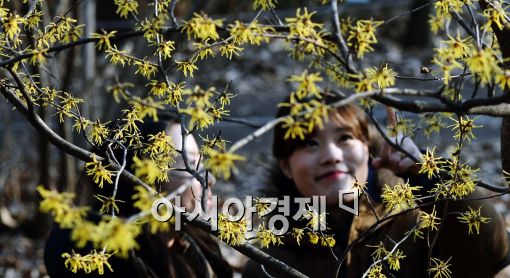 [포토]꽃샘추위 속 만개한 풍년화