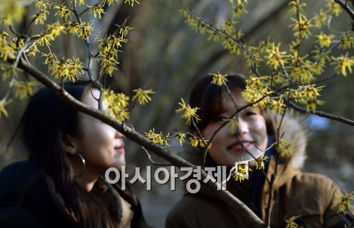 [포토]봄을 맞이하는 풍년화, 날씨는 꽃샘추위