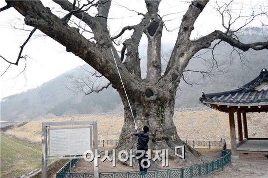 장성 단전리 느티나무, 복제·유전자 보존 작업 착수