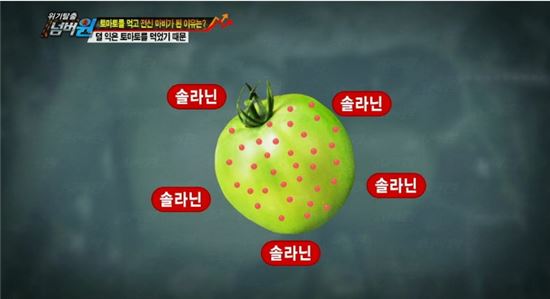 ▲덜 익은 토마토에는 솔라닌이라는 독 성분이 있어 조심해야 한다. (▲출처: KBS2 '위기탈출 넘버원' 캡처)