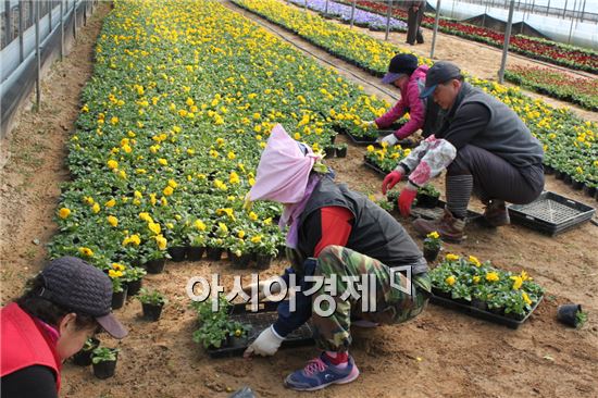 광주농업기술센터, 오는 27일까지 봄꽃 32만본 공급