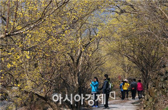 [포토]구례 산동,  샛노란 산수유 물결 장관