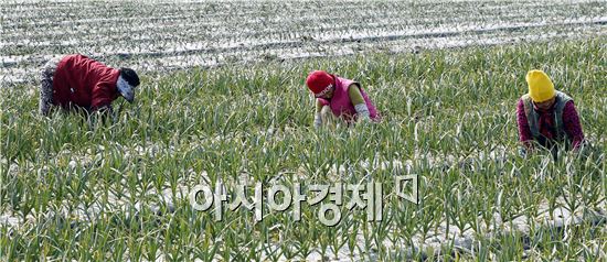 [포토]마늘밭에서 봄맞이 하는 아낙네들