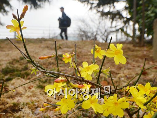 [포토]봄을 알리는 노란 영춘화 