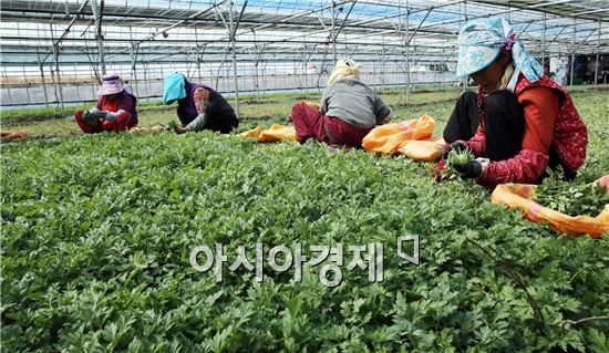 [포토]봄내음 가득 쑥 캐는 아낙네들 손길 분주