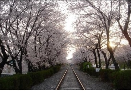 목포역, ‘진해로 떠나는 벚꽃 기차’ 내달 3일 운행