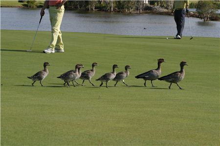  골프 스코어에는 버디와 알바트로스 등 온갖 새가 등장한다. 