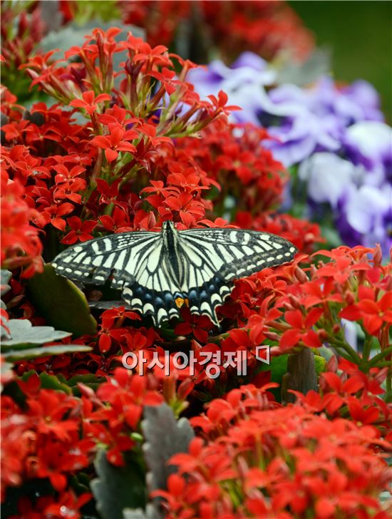 [포토]함평나비축제 성공기원하는 화려한 호랑나비