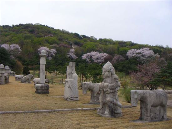 서울 의릉(조선20대 경종과 계비 선의왕후의 묘) 주변 산벚나무 군락