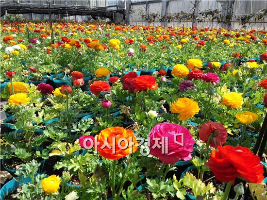 완도, 가로변 꽃단장으로 70만명 시선 사로잡는다