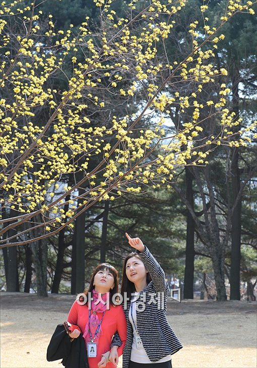 [포토]서울에 찾아온 봄의 전령사