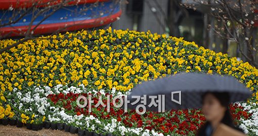 [포토]'봄비 맞으며 꽃길 사이로~'