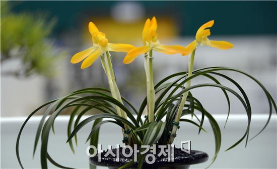 전국 최고 난 축제인 ‘2014 대한민국 난 명품 대제전’이 22일 함평군 농어민문화체육센터에서 안병호 함평군수, 임영주 전남도 농정국장, 양년일 함평난연합회장,이석형 전남도지사 예비후보, 정수길 함평군의회 부의장 등 수천여명의 애란인들이 참석한 가운데 열렸다.
이날 농림수산식품부 장관상에 조재홍씨가 출품한 "주금소심"이 선정됐다.
‘난향 그윽한 함평으로’라는 주제로 23일 까지 열리게 되는 이번 난 대제전은 한국 춘란 500여 점이 전시돼 애란인들의 발길이 이어졌다.
이 행사는 함평군이 주최하고 함평난연합회(회장 양년일)이 주관하는 이 행사는 한국 춘란의 우수성을 홍보하고 난 문화의 대중화를 위해 마련됐다.