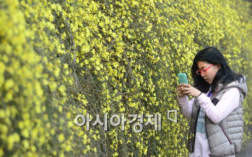 [포토]봄햇살 받는 영춘화 