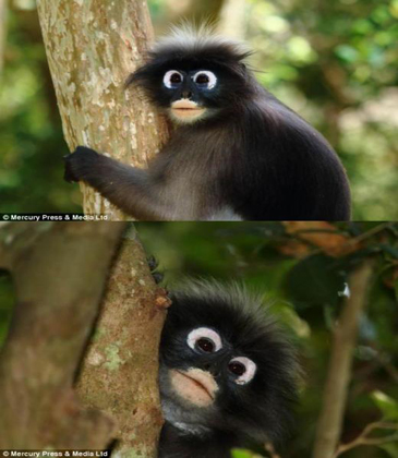 흰 뿔테안경을 낀 듯한 원숭이가 포착돼 화제다.(출처:온라인커뮤니티)