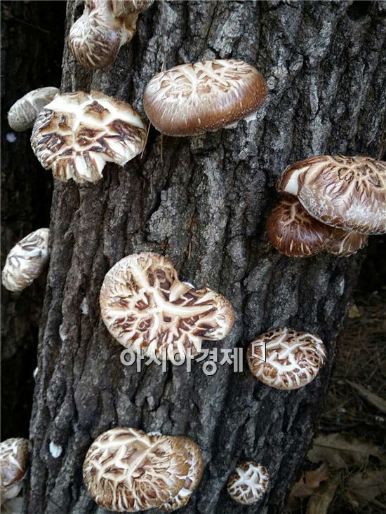 정남진장흥농협 표고버섯