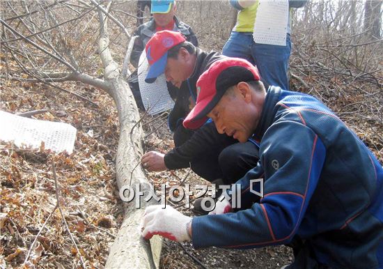 전남 함평군 대동면 고산봉에서 주민들이 참나무 등에 구멍을 뚫어 버섯종균을 접종하고 있다