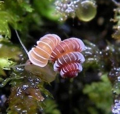 신종 보석 달팽이(출처:온라인커뮤니티)