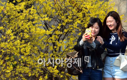 [포토]활짝 핀 개나리