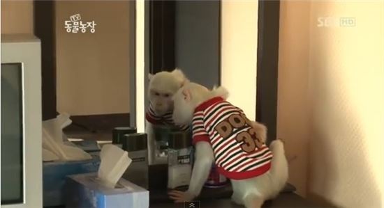 ▲희귀 알비노 원숭이(출처: SBS 'TV동물농장' 방송 캡처)