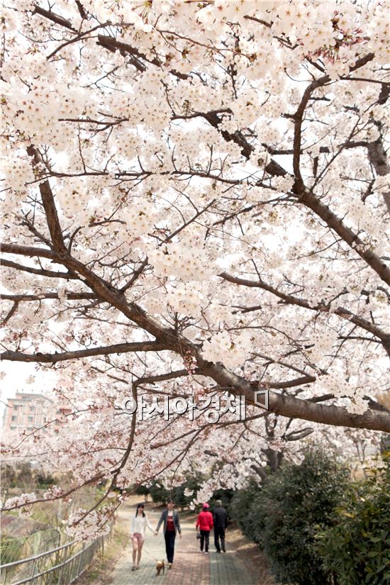 여수성선공원에 벚꽃이 만개 상춘객을 유혹하고있다.