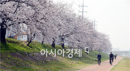 순천의 젖줄 동천에 벚꽃이 만개해 상춘객들의 발길을 사로잡고있다.