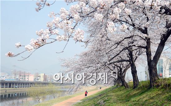 순천의 젖줄 동천에 벚꽃이 만개해 상춘객들의 발길을 사로잡고있다.