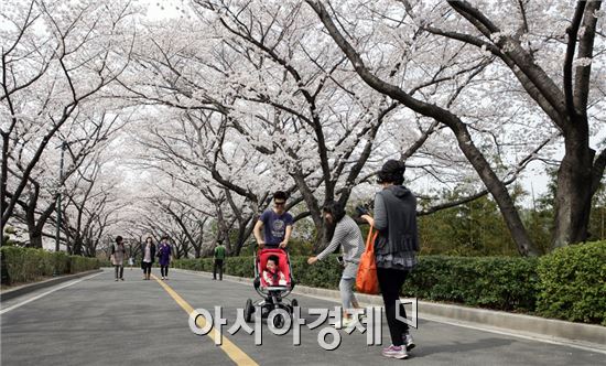 [포토]광양제철소로 벚꽃 구경 오세요