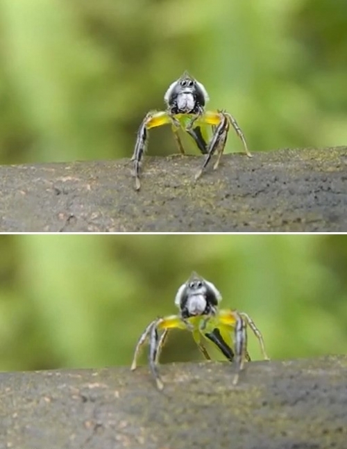 깜짝 놀란 거미…"동료에게 관심을 보이는 중이니 방해마"