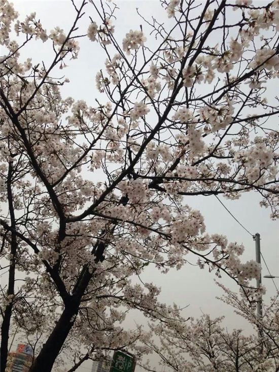 고온현상 봄꽃, 윤중로 벚꽃축제 일정 열흘 앞당겨 열린다