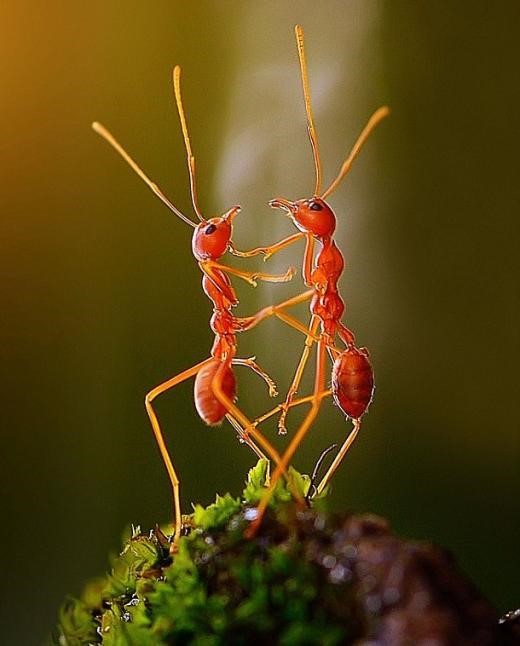 춤추는 개미 커플, 찍기 어려운 사진…150번만에 촬영 성공
