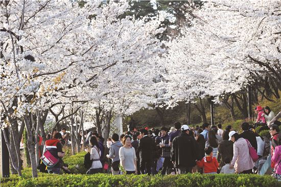 오늘날씨. 송파 석촌호수 벚꽃축제 