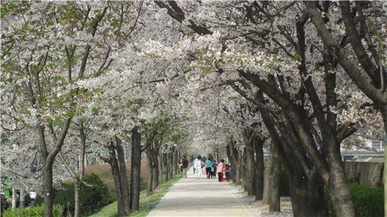 안양천 벚꽃터널 