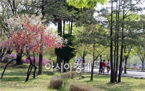 봄꽃 만개한 전남대학교 캠퍼스