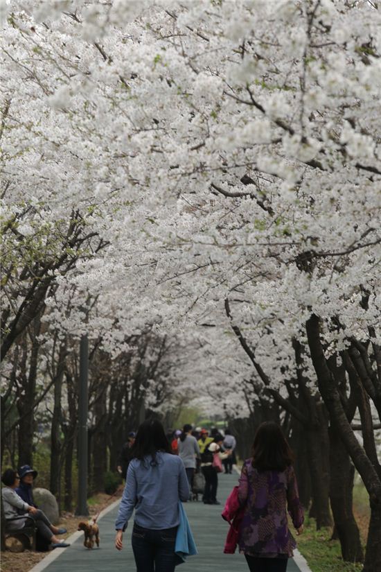 오늘날씨. 양재천 벚꽃터널 