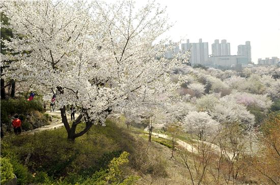 오늘도 고온. 전국 벚꽃 개화시기 앞당겨져 만개. 서울 안산 벚꽃.