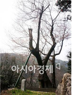 천연기념물 제38호. 수령 350년 화엄사 올벚나무