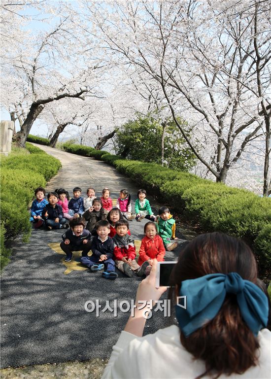 따스한 봄날씨가 이어지는 가운데  2일 함평군 함평읍 함평공원을 찾은 유치원생들이 활짝 핀 벚꽃을  배경으로 기념사진을 촬영하면서 즐거운 시간을 보내고 있다. 사진제공=함평군