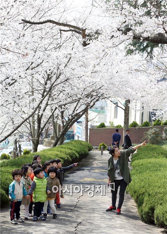 따스한 봄날씨가 이어지는 가운데  2일 함평군 함평읍 함평공원을 찾은 유치원생들이 활짝 핀 벚꽃을 구경하며 즐거운 시간을 보내고 있다. 사진제공=함평군