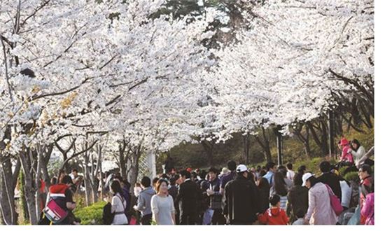서울 벚꽃 축제로 물들다 