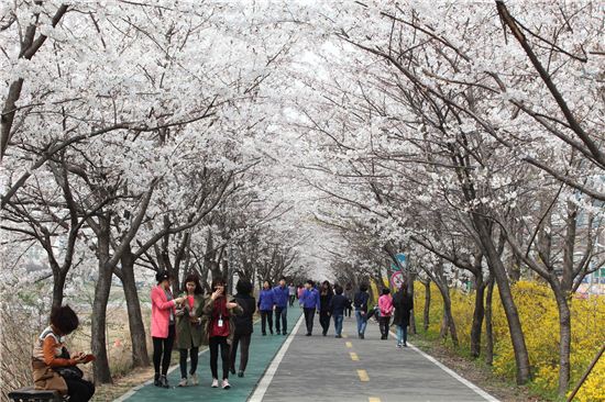 서울 벚꽃 축제로 물들다 