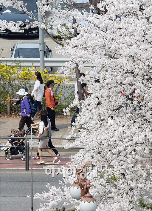 [포토]벚꽃 즐기는 상춘객