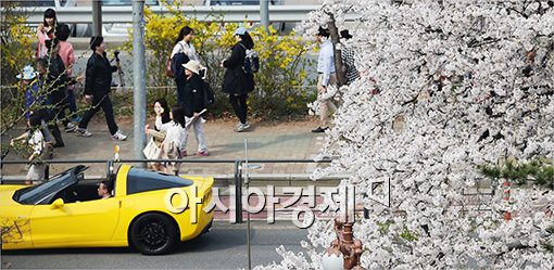 [포토]벚꽃과 노란 자동차