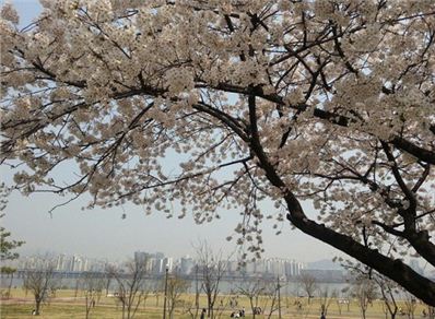 꽃가루 알레르기 증상,  벚꽃놀이 한창인데 예방법은?