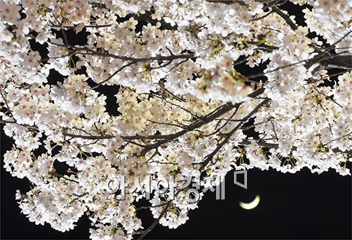 [포토]달빛에 빛나는 벚꽃