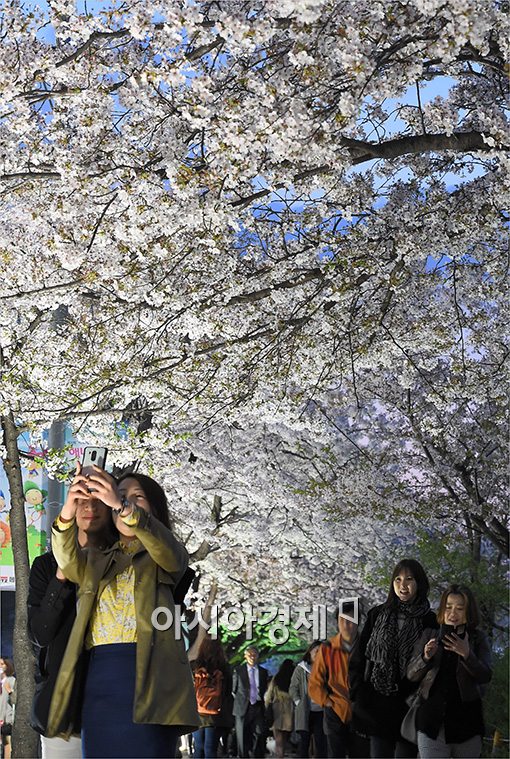 [포토]벚꽃축제 야경