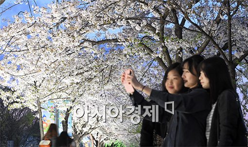 [포토]벚꽃축제 즐기는 여심